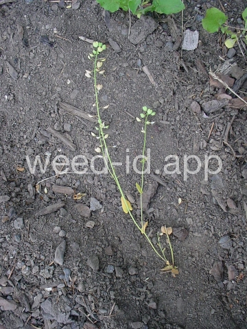pennycress, thoroughwort